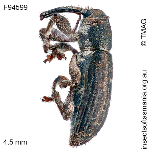 Symbothynus-sp-TMAG_F94599_a Symbothynus sp TMAG_F94599