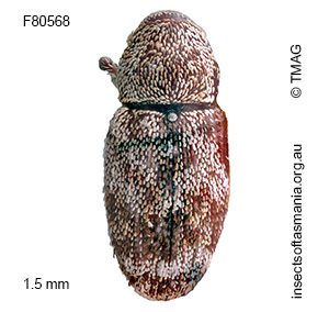 Emplesis sp TMAG_F80565