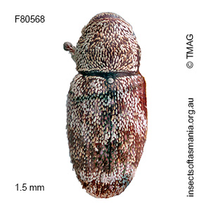 Emplesis sp TMAG_F80565