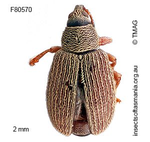 Dyschoenium sp TMAG_F80547