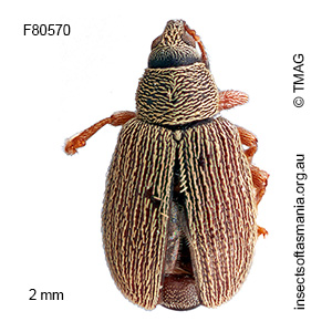 Dyschoenium sp TMAG_F80547