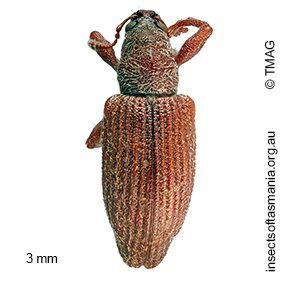 Viticiini unplaced MCQUILLAN sp