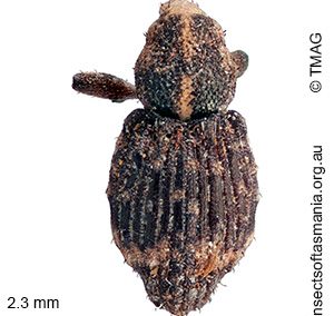 Baeosomus sp ‘Lake Augusta Rd’