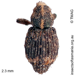 Baeosomus sp ‘Lake Augusta Rd’