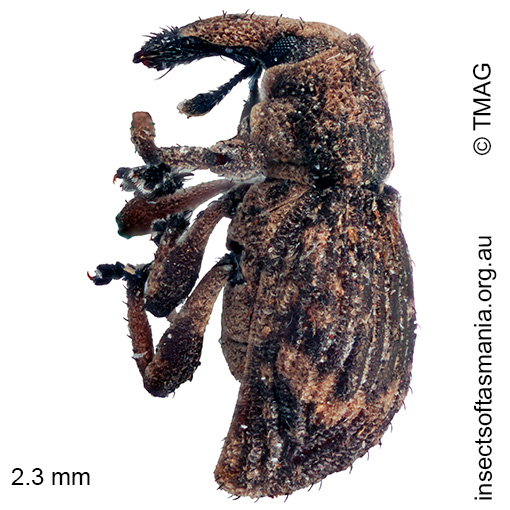 Baeosomus sp Lake August Rd