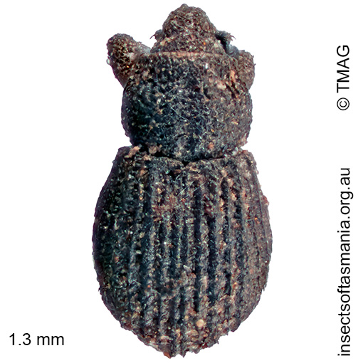 Baeosomus sp Mount Field