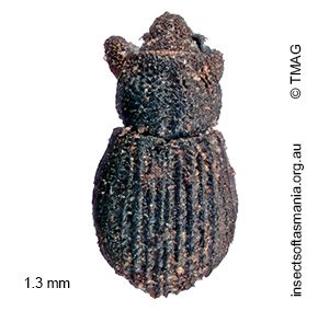 Baeosomus sp ‘Mount Field’