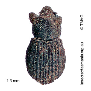 Baeosomus sp ‘Mount Field’