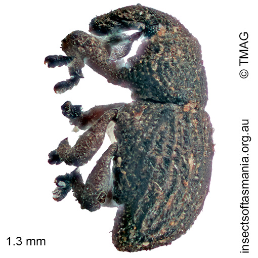 Baeosomus sp Mount Field