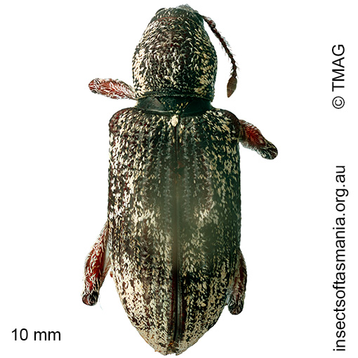 Chrysophoracis amplipennis