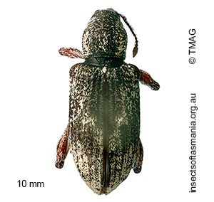 Chrysophoracis amplipennis