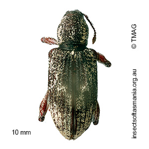 Chrysophoracis amplipennis