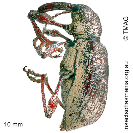 Chrysophoracis amplipennis
