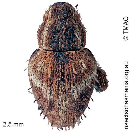 Decilaus sp GentleAnne KI