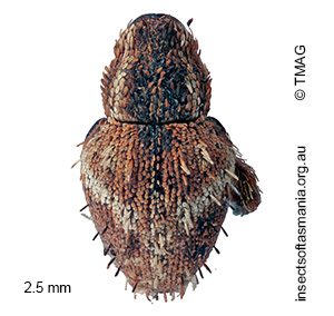 Decilaus sp ‘GentleAnne KI’