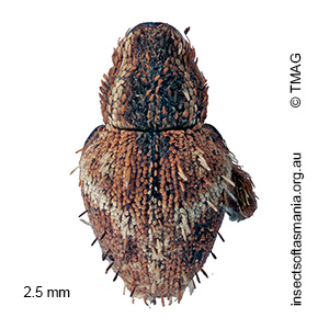 Decilaus sp ‘GentleAnne KI’