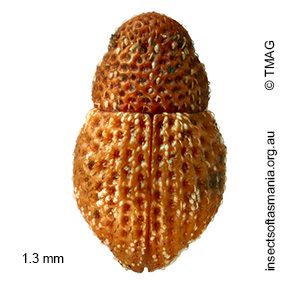 Cryptorhynchini BELL gen. n. 05 sp. 02