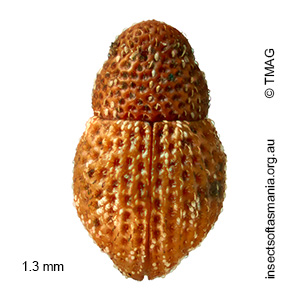 Cryptorhynchini BELL gen. n. 05 sp. 02