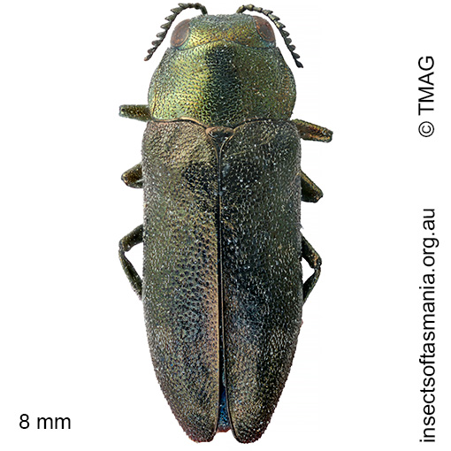 Diphucrania oblonga