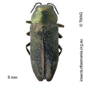Diphucrania oblonga