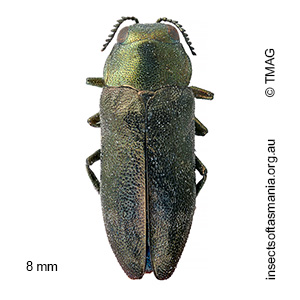 Diphucrania oblonga