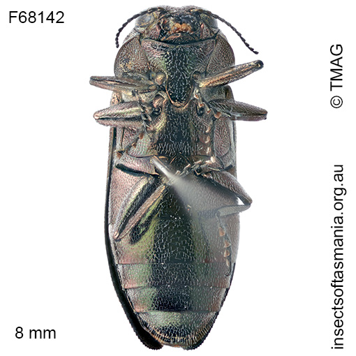 Diphucrania oblonga