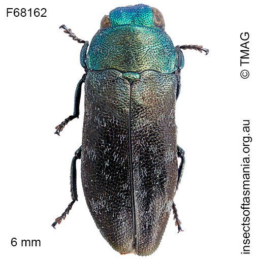 Diphucrania tasmanica