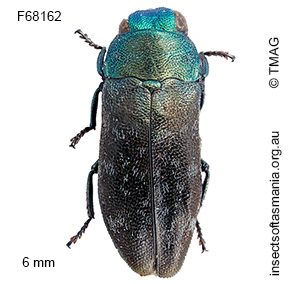 Diphucrania tasmanica