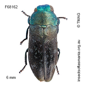 Diphucrania tasmanica