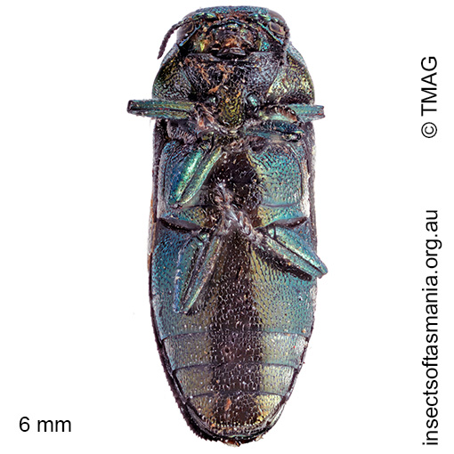 Diphucrania tasmanica
