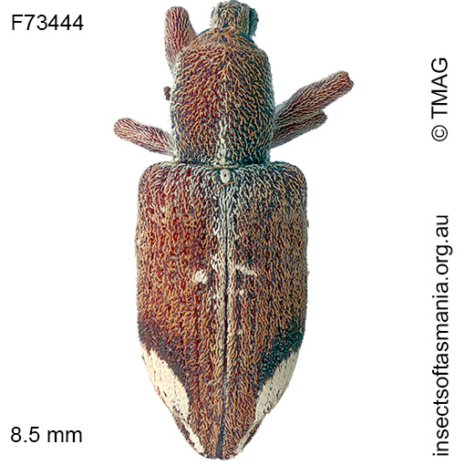 Dixonocis pictus
