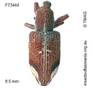 Dixoncis pictus