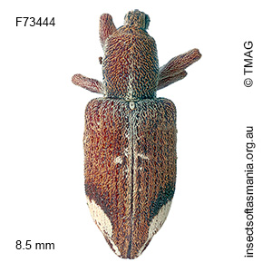 Dixoncis pictus