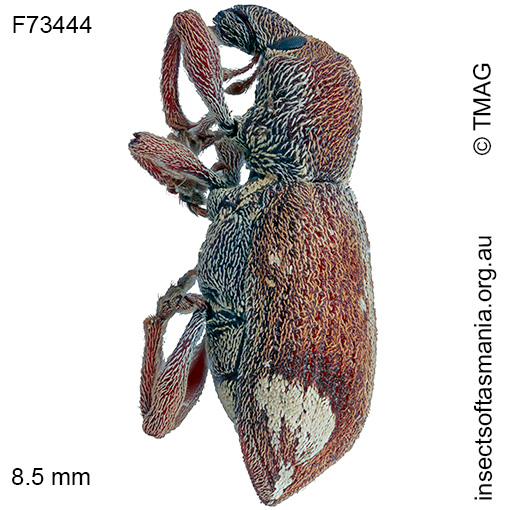 Dixonocis pictus