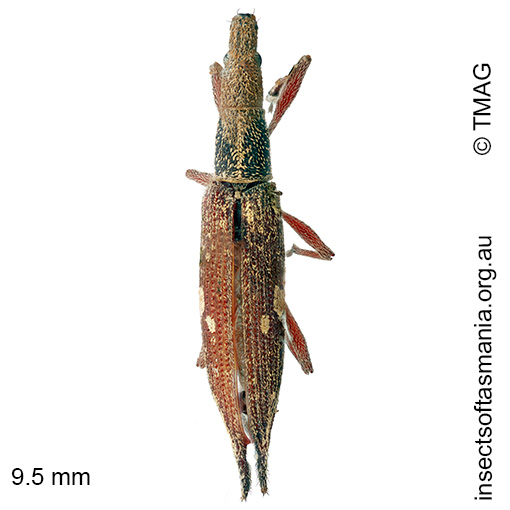 Euthyphasis acuta