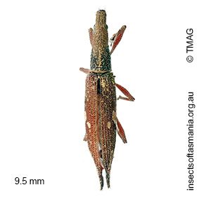 Euthyphasis acuta