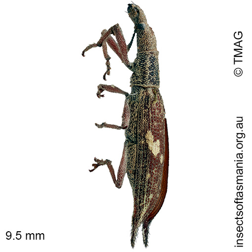 Euthyphasis acuta