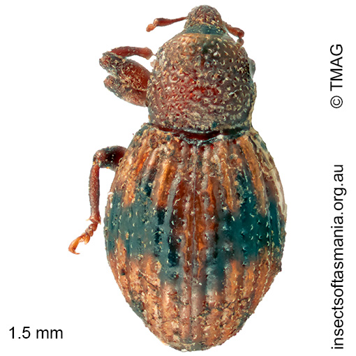 Molytinae gen nov Lost Falls