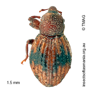 Molytinae BELL gen. n. 01