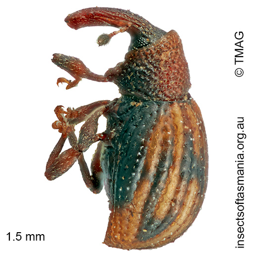 Molytinae gen nov Lost Falls