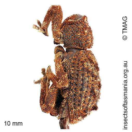 Poropterus mollis