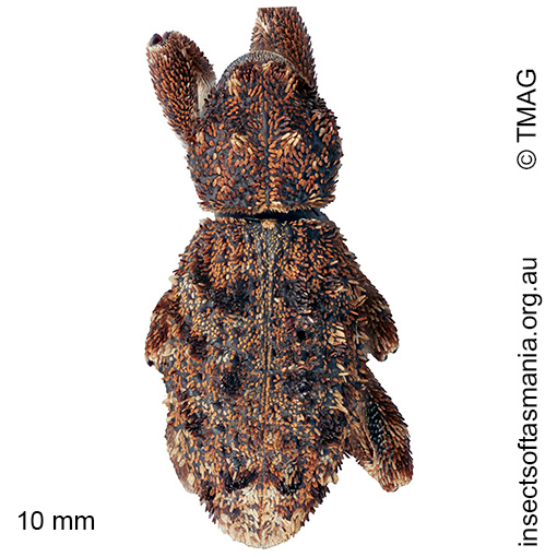 Poropterus mollis