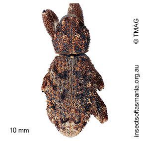 Poropterus mollis