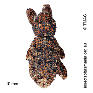 Poropterus mollis