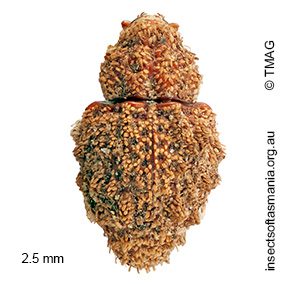 Roptoperus BELL sp. n. 01