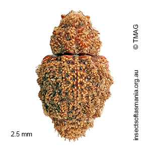 Roptoperus BELL sp. n. 01