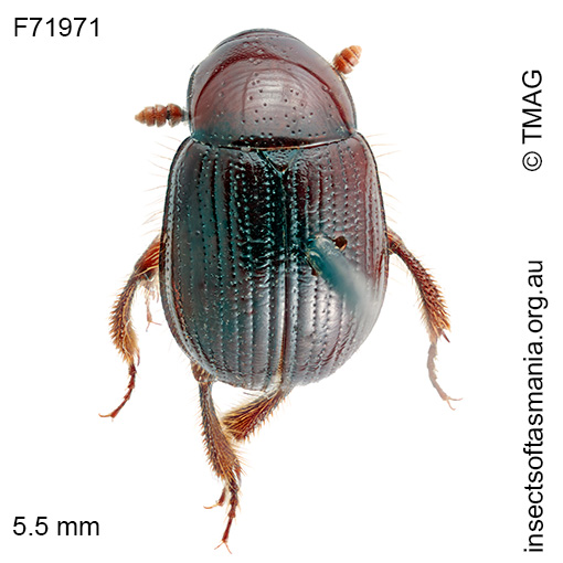 Dietta sp TMAG_F71972
