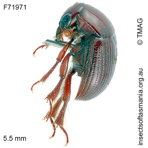 Dietta sp TMAG_F71972