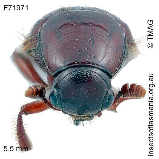 Dietta sp TMAG_F71972