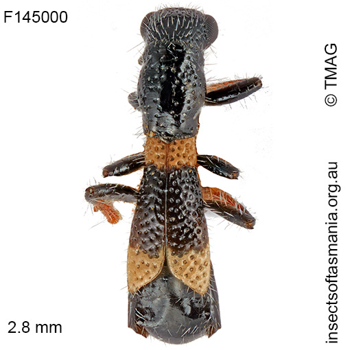 Allelidea brevipennis
